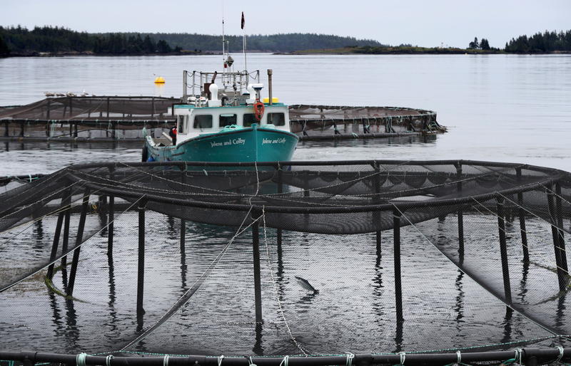 Atlantic salmon jumps in a Cooke Aquaculture farm cage near Blacks Harbour, New Brunswick, Canada. Image: AP/Robert F. Bukaty